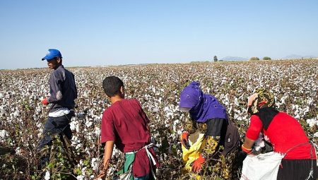 12 Haziran Dünya Çocuk İşçiliği ile Mücadele Günü: Türkiye’de mevsimlik tarımın yükü çocukların omzunda