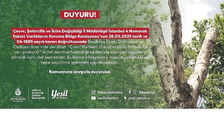 Beşiktaş’taki kanserli ağaçlara budama