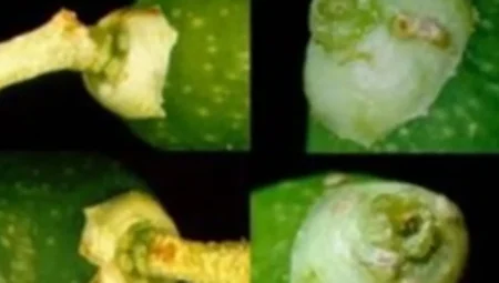 Mudanya’da zeytin güvesi ilaçlaması başladı