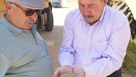 Muğla Milas Belediyesi karakılçık buğday hasadı gerçekleştirdi