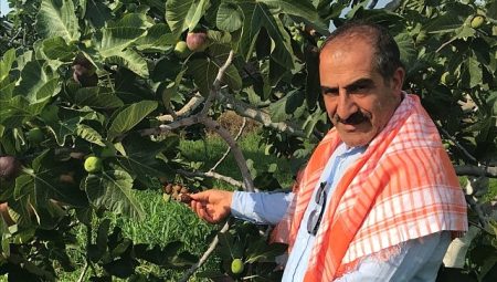 Cennet meyvesi incirler oldu ihracat yolculuğu başladı