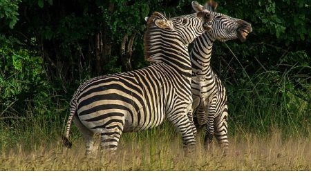 ‘Nehirde Yaşam Mücadelesi’ 2 Ağustos Cumartesi 20.00’de National Geographic WILD Ekranlarında İzleyicilerle Buluşuyor!