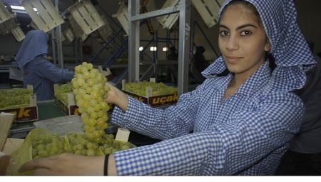 Superior Seedless çeşidi sofralık üzümün ihracat yolculuğu 16 Temmuz’da başladı