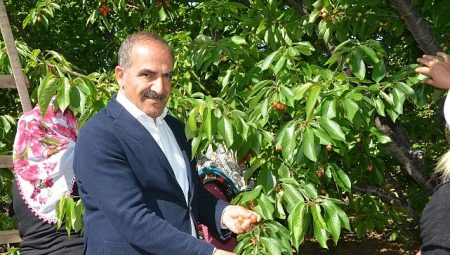 Uçak; “Don kirazı, kiraz ihracatı vurdu”