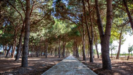 Bursa Yenişehir'e devasa park ve mesire alanı