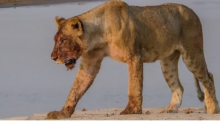‘Afrika’nın Nehir Devleri’ 9 Ağustos Cumartesi 20.00’de National Geographic WILD Ekranlarında İzleyicilerle Buluşuyor!