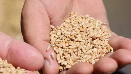 Antalya’da Halk Ekmek için buğday hasadı başladı