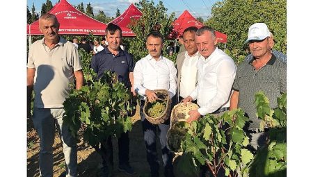 Başkan Büyükakın, İzmit’te üzüm hasadına katıldı