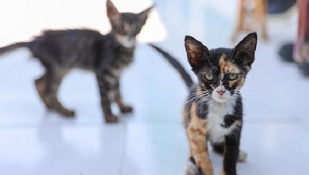Buca’daki can dostlar sizi bekliyor