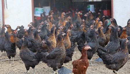 Büyükşehir, yüzde 50 hibeli 16 bin tavuk dağıttı