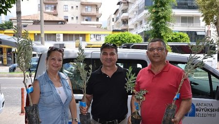Büyükşehir’den üreticiye zeytin fidanı desteği