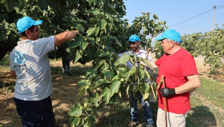 Bursa Nilüfer'de incirde 10 ton verim bekleniyor
