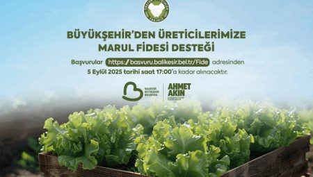 Balıkesir’de çiftçiye yüzde 75 katkılı marul fidesi desteği