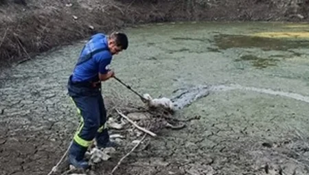 Gölete düşen kuzuyu kurtardılar – İGF HABER