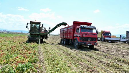 Domates deposu 'verimli ova' Karacabey'de hasat sürüyor