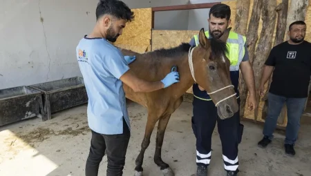 İzmir Buca’da terk edilen atlar Pako’da güvenli yaşama kavuştu
