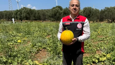 İzmir’in meşhur ‘Çeşme Kavunu’nda hasat zamanı