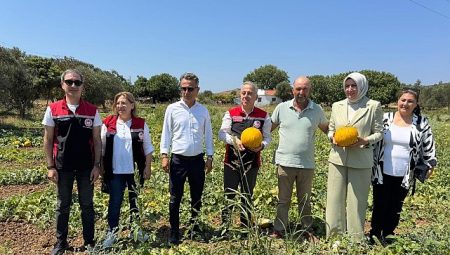Meşhur Çeşme Kavununda Hasat Zamanı