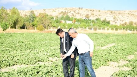Meşhur Kazan Kavunu Sofralara Geri Dönüyor