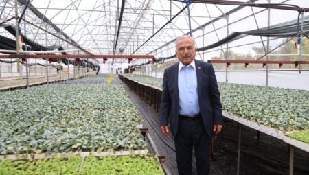 Ordu’da ilk kez üretildi: 200 bin  fide dağıtıma hazır