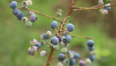 Ordu’da mavi yemiş üretimi büyüyor: Kilogramı 500 TL’den alıcı buluyor