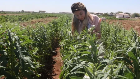 Urfa Susamı yeniden hayat buluyor