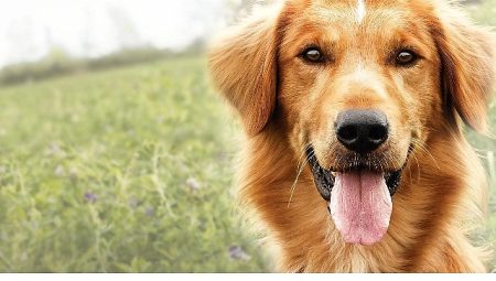 Yapı Kredi bomontiada TV+ Açık Havada Sinema gösterimleri “A Dog’s Purpose” ile yaza veda ediyor