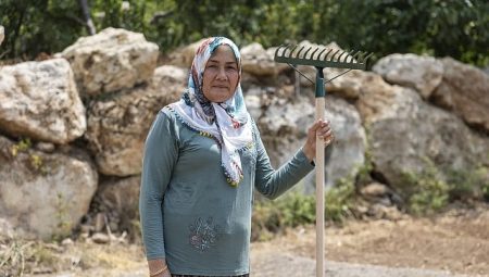 Yenişehir Belediyesinin desteğiyle safran üreticisi sayısı artıyor